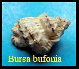 Bursa bufonia, Gmelin 1791